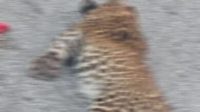 हाईवे पर वाहन की चपेट में आने से गुलदार के शावक की मौत