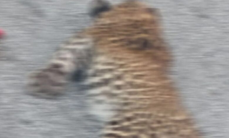 हाईवे पर वाहन की चपेट में आने से गुलदार के शावक की मौत