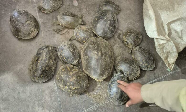 देहरादून पुलिस की बड़ी कार्रवाई: वन्यजीव तस्करी में लिप्त दंपती गिरफ्तार, 14 संरक्षित कछुए बरामद देहरादून पुलिस की बड़ी कार्रवाई: वन्यजीव तस्करी में लिप्त दंपती गिरफ्तार, 14 संरक्षित कछुए बरामद