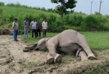टस्कर हाथी की मौत से वन विभाग में हड़कंप