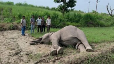 टस्कर हाथी की मौत से वन विभाग में हड़कंप