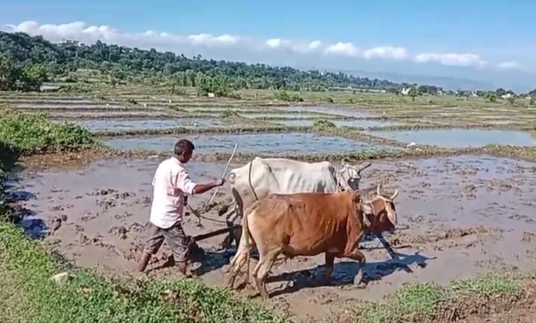 विलुप्त होती दून बासमती की खुशबू फिर लौटेगी